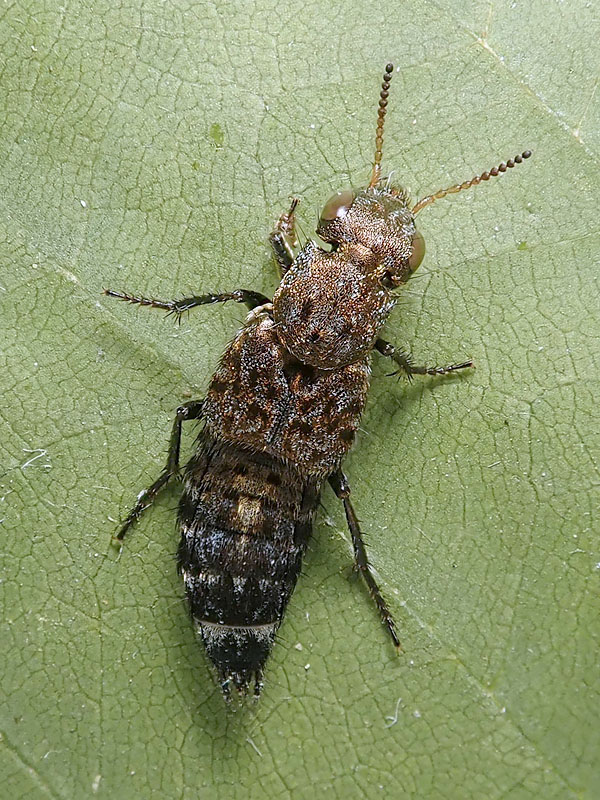Staphylinidae: Ontholestes murinus ??  Sì !